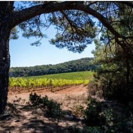 T2 Avec Parking Au Lavandou, Pieds Dans L'eau - Fr-1-251-210 *