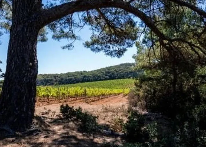 T2 Avec Parking Au Lavandou, Pieds Dans L'eau - Fr-1-251-210 *